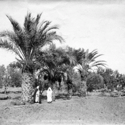 Palmiers de Misserghin